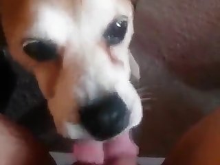 Licking Good