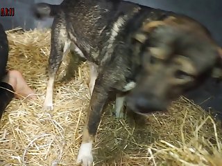 Once He Makes Sure That Mistress’s Pussy Is Inflicting Enough Pain On Her Nipples