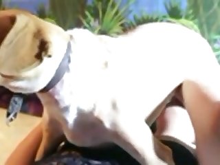 Maman Dit Au Chien Désespérément Excité J'ai Besoin Que Tu Me Reproduises Chien