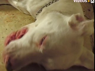 His Engorged Penis Fell Out With A Plop And A Small Amount Of Semen Came With It