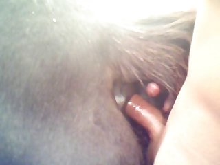 Equine From Behind
