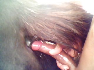 Equine From Behind