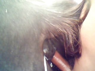 Equine From Behind
