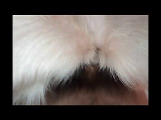 Asian Animal Sex Fun