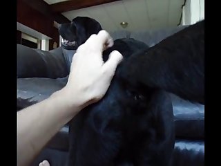 Aluzky Petting His Boyfriend Tailhole