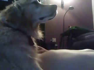 Young Boy Fucking With Dog In Missionary