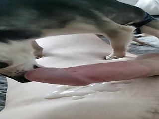 Me Getting Licked And Cumming Hands Free