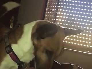 Licking Big Beautiful Dick