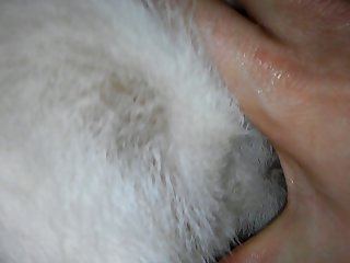 Husky Dog Pussy Fucked