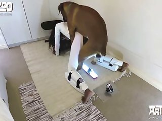 Animals Having Sex Porn