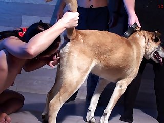 Bestiality Porn Webcam
