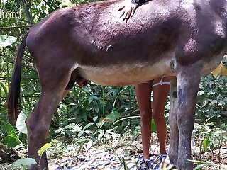 Bestiality Porn Blowjob