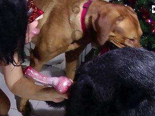 Fucked Up Animal Porn