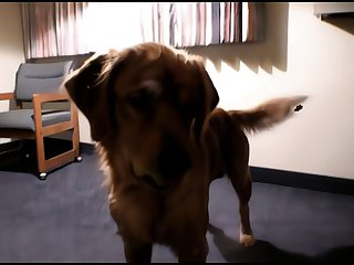 Animal Puppy Porn