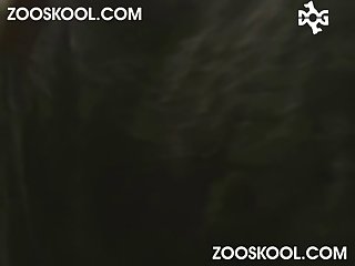 Animal On Women Porn