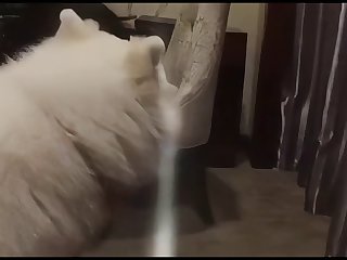 Guy X Animal Porn