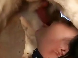 Animal Free Porn Video