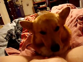 Animal Porn Cam