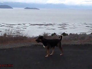 Cartoon Man Fuck Dog