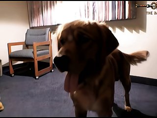 Woman And Animal Sex Stories