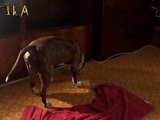 Gay Animal Sex Tube