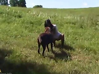 Animal Sex Porn Free