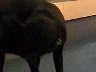 Animal And Human Sex Xnxx