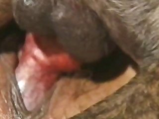 Animal Sex With Girl.com