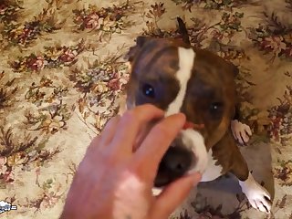 Alison Production Animal Sex