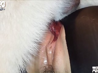 Sexanimal