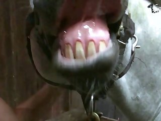 Hot Sex Animal Porn