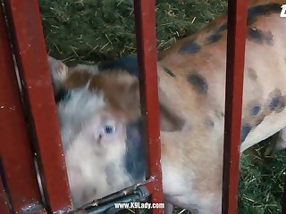 Video Sex Animal And Woman