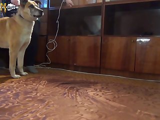 Animal Porn Video Sex