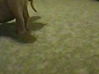 Lara With Horse 1 Porn