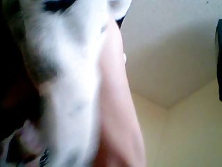 Porno Zoofilia Gatos