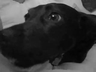 Zeta Nation Dog Porn