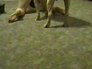 Area 51 Animal Sex
