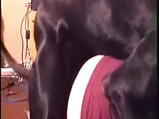 Beastiality Horse Cock Porn