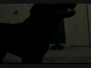 Dog Deep Licking Pussy Porn