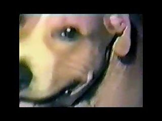 Babysitter And Dog Porn