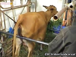 Videos Zoofilia Comrades