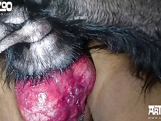 Homemade Zoofilia Videos