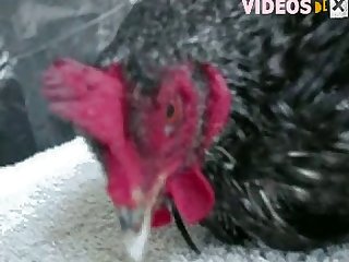 Follada Brutal Zoofilia