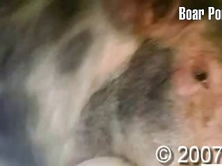 Videos Gratis De Zoofilia Con Caballos