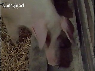 Cyanidevixen Zoofilia