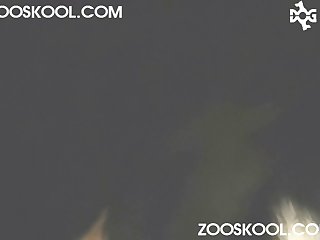 Animal Pussy Zoo Porn