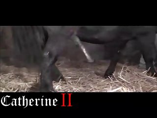 Horse Sex Dog