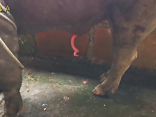 Anka Animal Crossing Video boar Banka