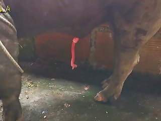 Anka Animal Crossing Video boar Banka