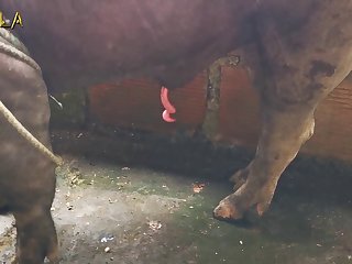 Anka Animal Crossing Video boar Banka